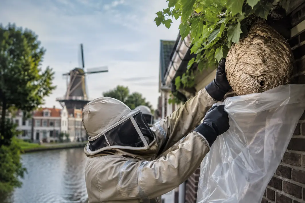 Eerste Aziatische hoornaarnest in Schiedam succesvol verwijderd
