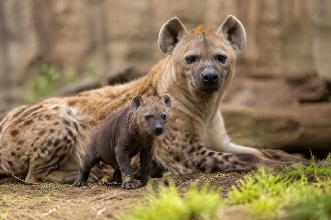 Nieuwe hyenababy geboren in Diergaarde Blijdorp